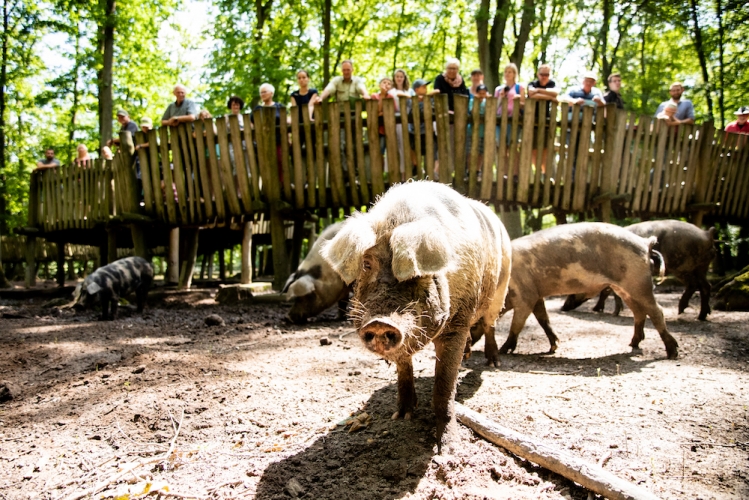 In Ivenack werden Schweine einer alten Hausrasse gehalten.