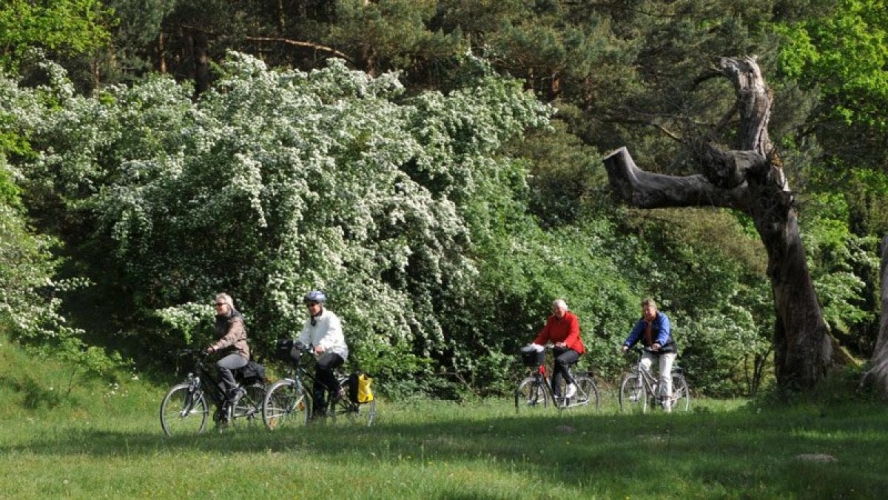 Radtour durch den Müritz-Nationalpark.