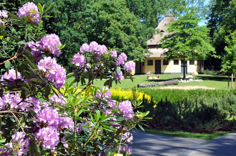 Rhododendron-Hain an der historischen Huftieranlage.