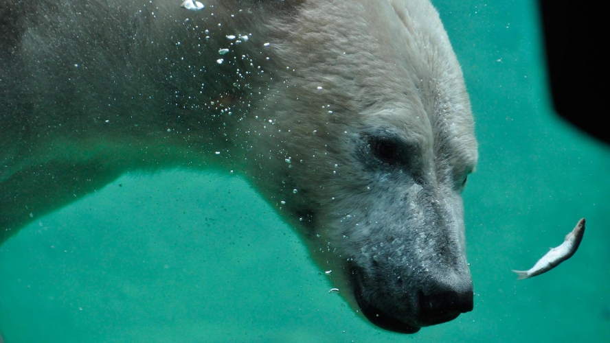 In „Solarium“ kann mann den Eisbären beim Tauchen zusehen.