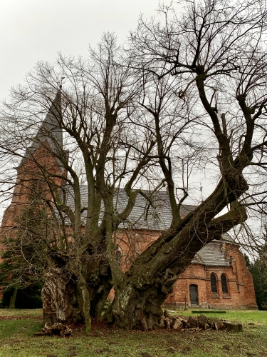 Der Sage nach eng verbunden: Linde und Kirche in Polchow