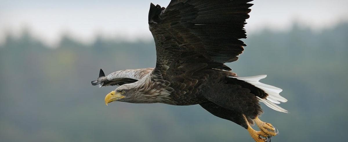 Adlersafaris gehören zum Angebot des Müritz-Nationalparks.