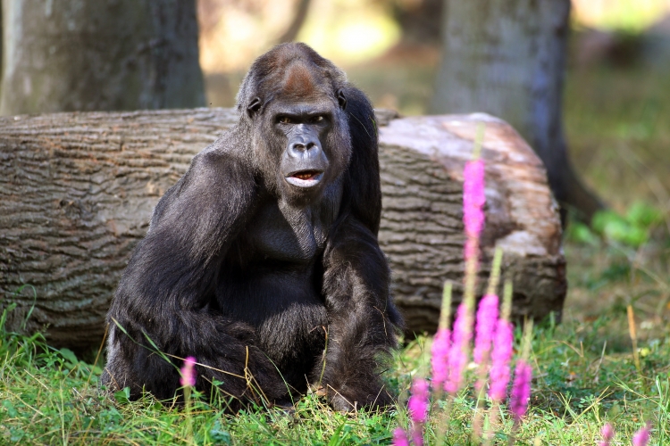 Gorilla-Mann Assumbo